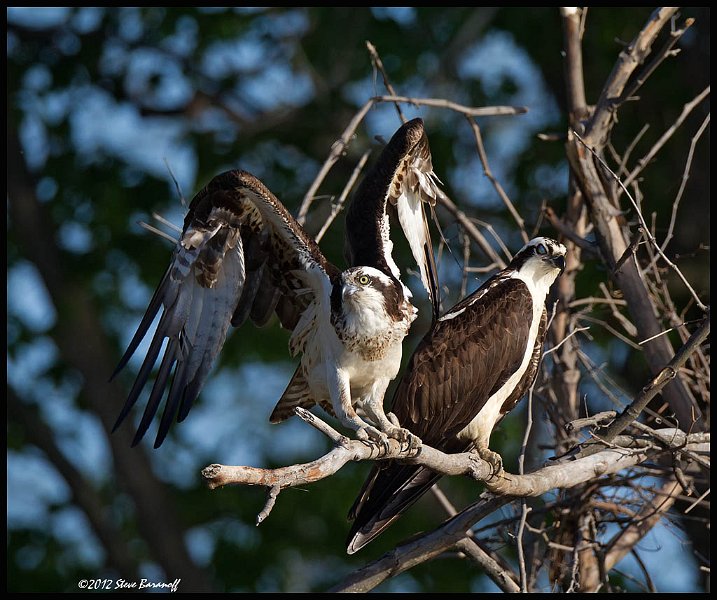 _2SB5933 osprey pair.jpg